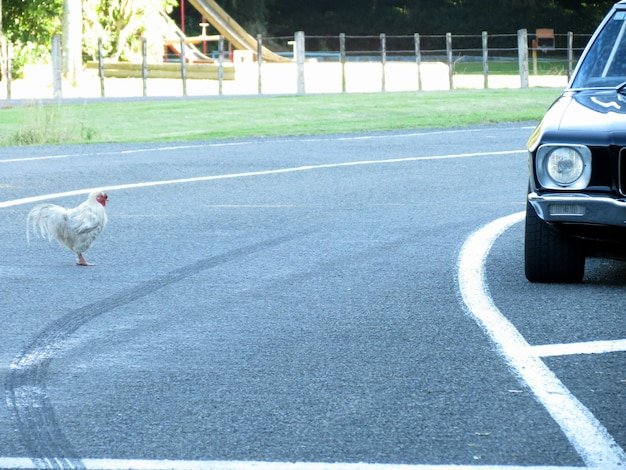 Ontdek de Geheimen van Chicken Road Casino in Nederland